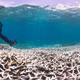 Illustration for article titled This is What a Mass Die-off of Earths Coral Reefs Looks Like